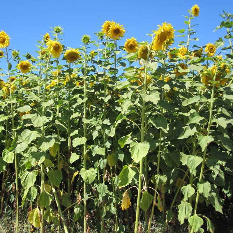 Russian Mammoth Sunflower seeds from Seedtime Store, tall plants with large yellow blooms on Tampa Home & Garden Store