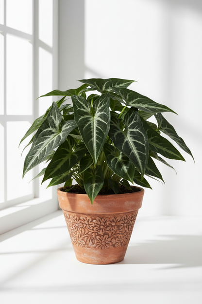 Syngonium wendlandii Black Velvet indoor plant in a terracotta pot with floral pattern on Tampa Home & Garden Store