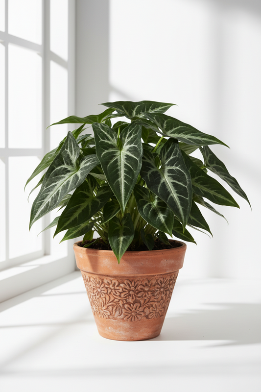Syngonium wendlandii Black Velvet indoor plant in a terracotta pot with floral pattern on Tampa Home & Garden Store