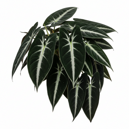 Syngonium wendlandii Black Velvet indoor plant with dark green leaves and silver midrib on Tampa Home & Garden Store