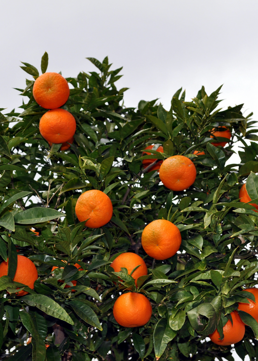 Sunburst Tangerine Tree (Citrus reticulata)