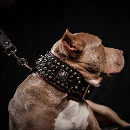 the "DAVID" hand stitched 3.15 inch wide show collar - Tampa Home & Garden Store