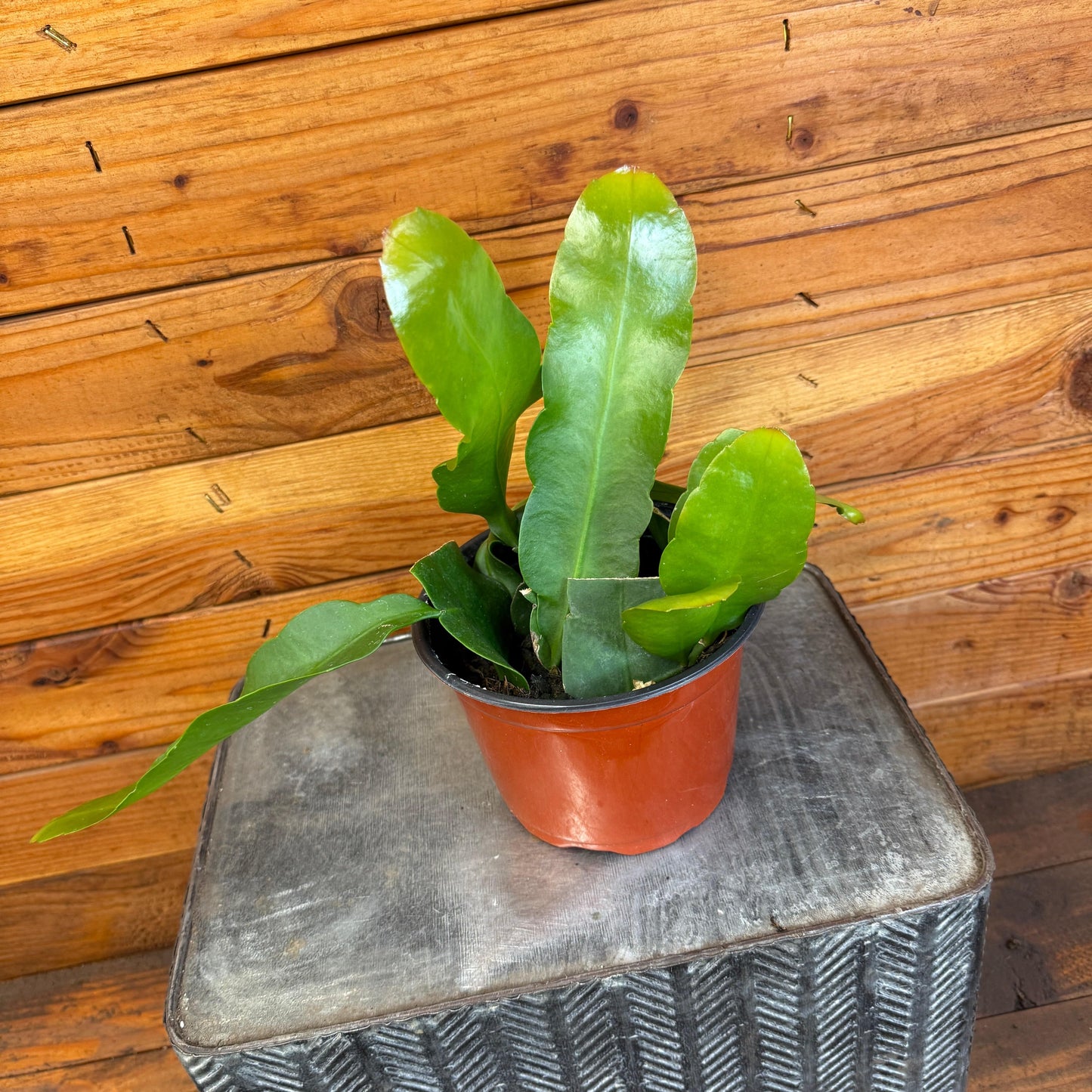 Epiphyllum Reina de la Noche, Planta de 6"
