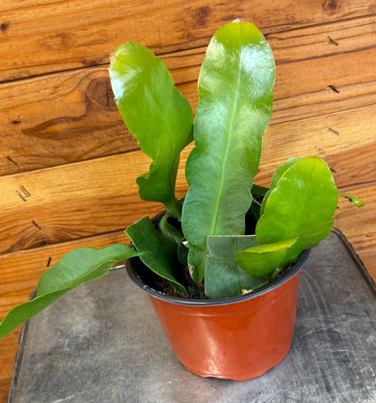 Epiphyllum Reina de la Noche, Planta de 6"