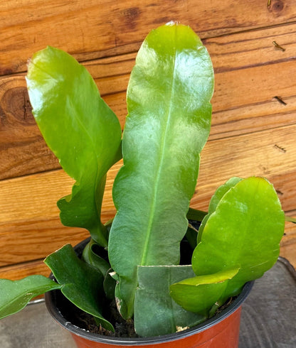 Epiphyllum Reina de la Noche, Planta de 6"