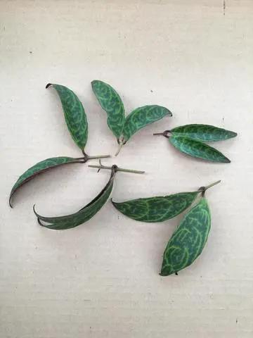 Aeschynanthus Lipstick Black Pagoda Cuttings X5