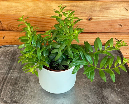 Aeschynanthus Lipstick Japhrolepis, plante de 5 cm