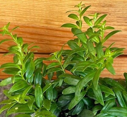 Aeschynanthus Lipstick Japhrolepis, plante de 5 cm