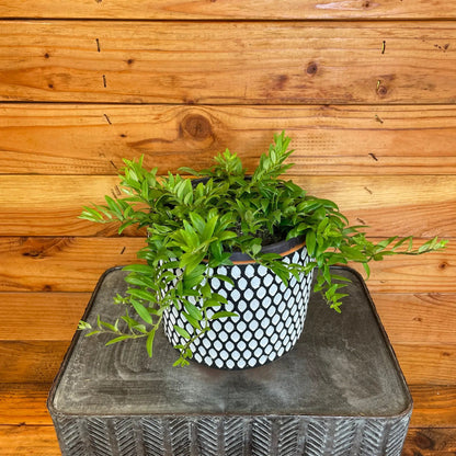 Aeschynanthus Lipstick Japhrolepis Five Cuttings