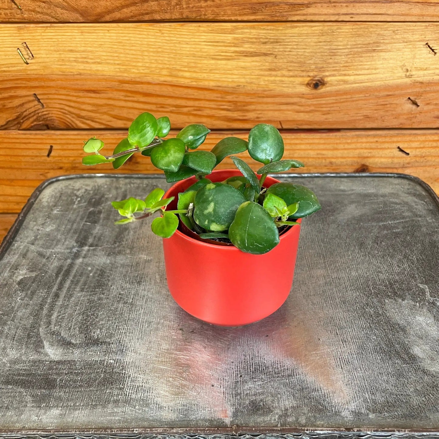- image on Tampa Home & Garden Store