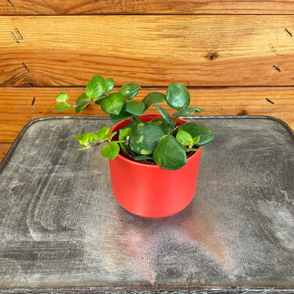 - image on Tampa Home & Garden Store