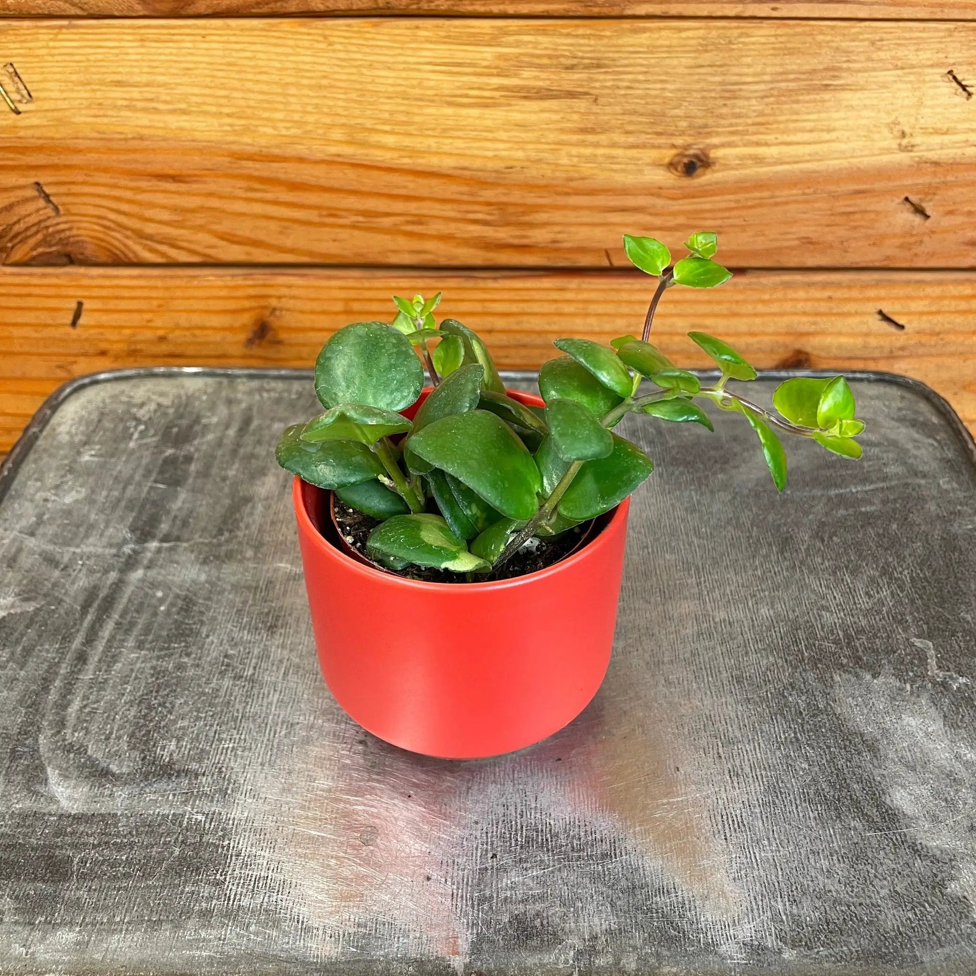 - image on Tampa Home & Garden Store