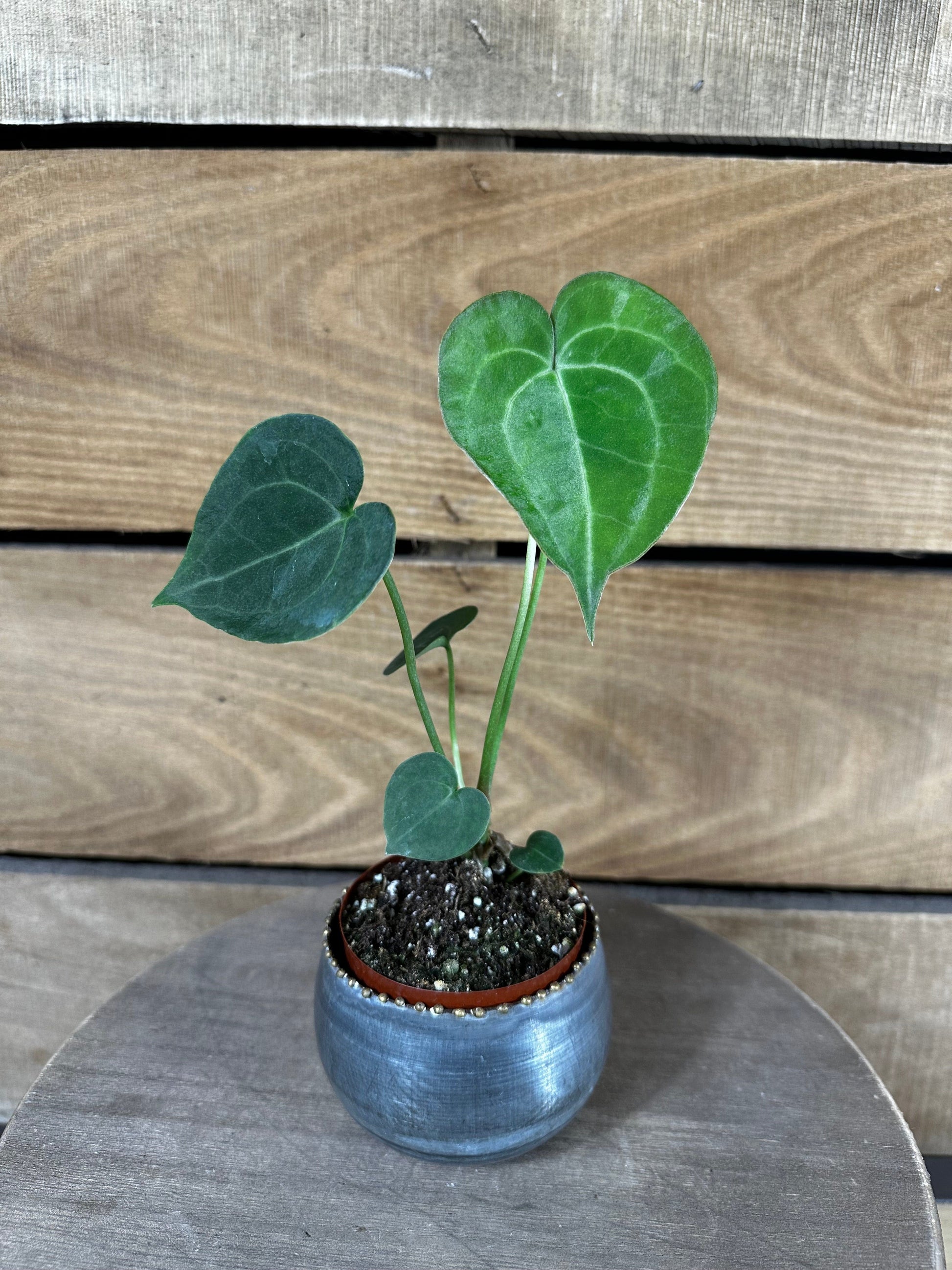 Anthurium Clarinervium 2-inch plant with green heart-shaped leaves in a blue ceramic pot on Tampa Home & Garden Store
