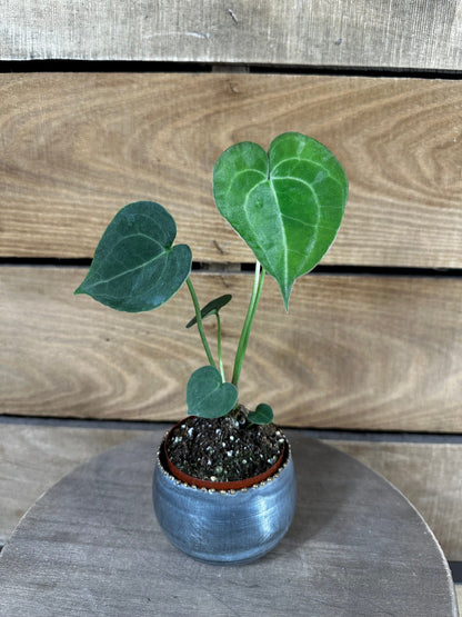 Anthurium Clarinervium 2-inch plant with green heart-shaped leaves in a blue ceramic pot on Tampa Home & Garden Store