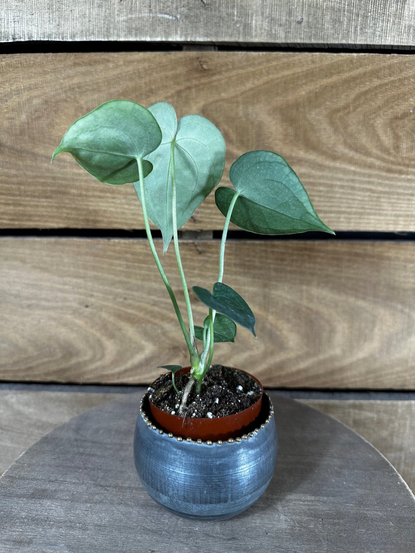 Anthurium Clarinervium 2-inch Plant potted houseplant with green leaves The Plant Farm® on Tampa Home & Garden Store