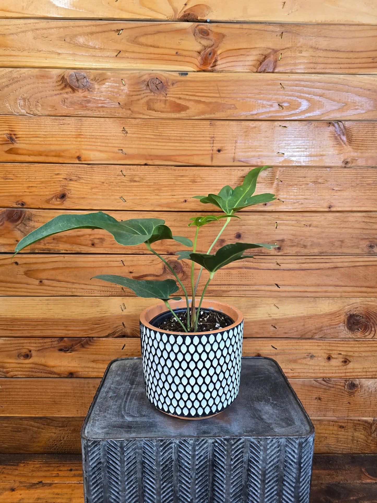 - image on Tampa Home & Garden Store