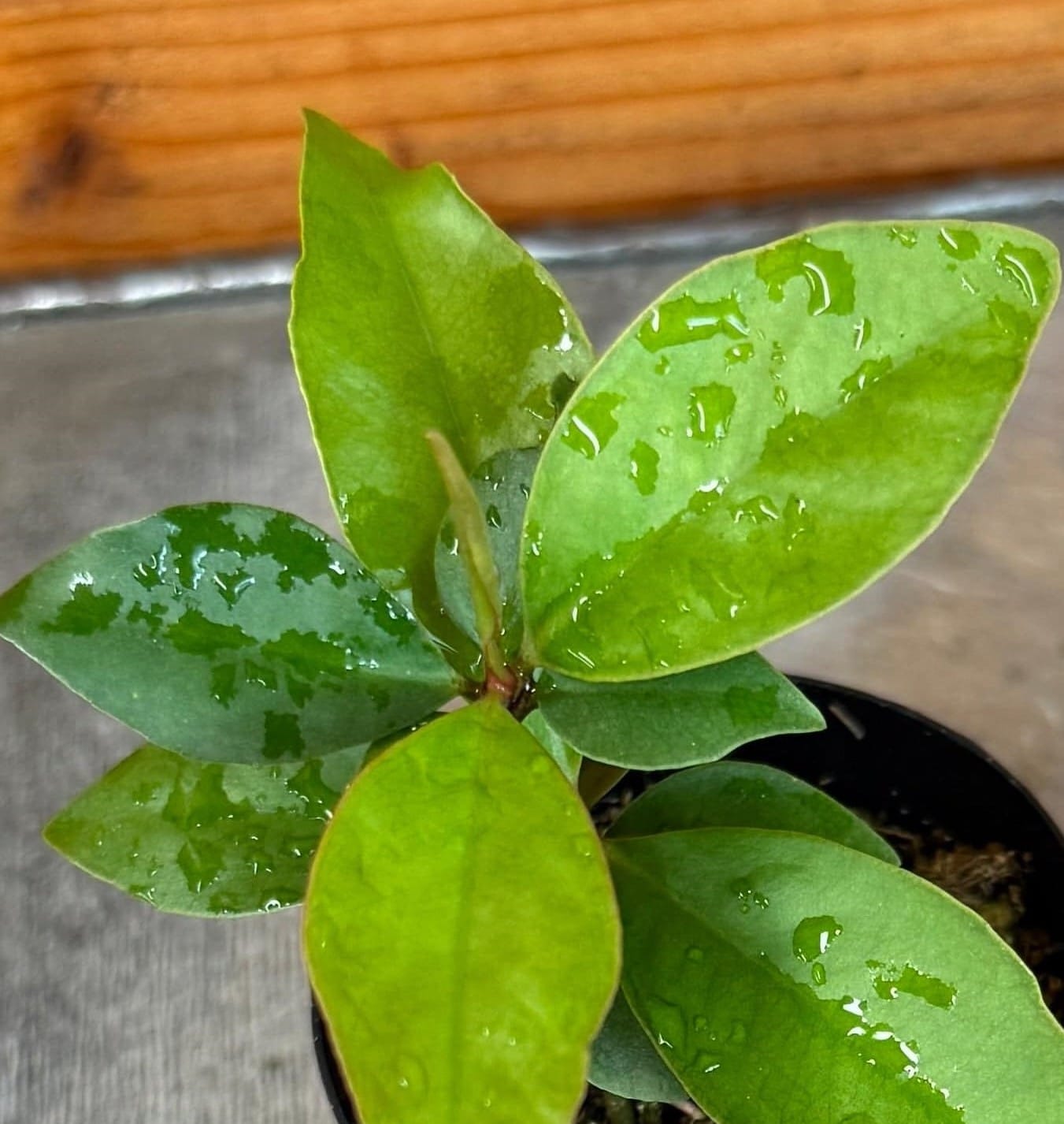 Ardisia humilis, planta de 2"