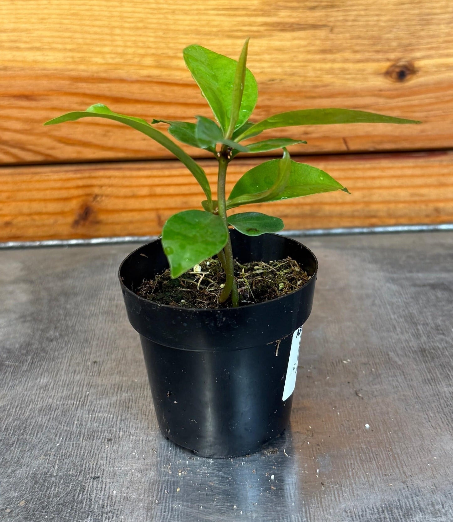 Ardisia humilis, planta de 2"