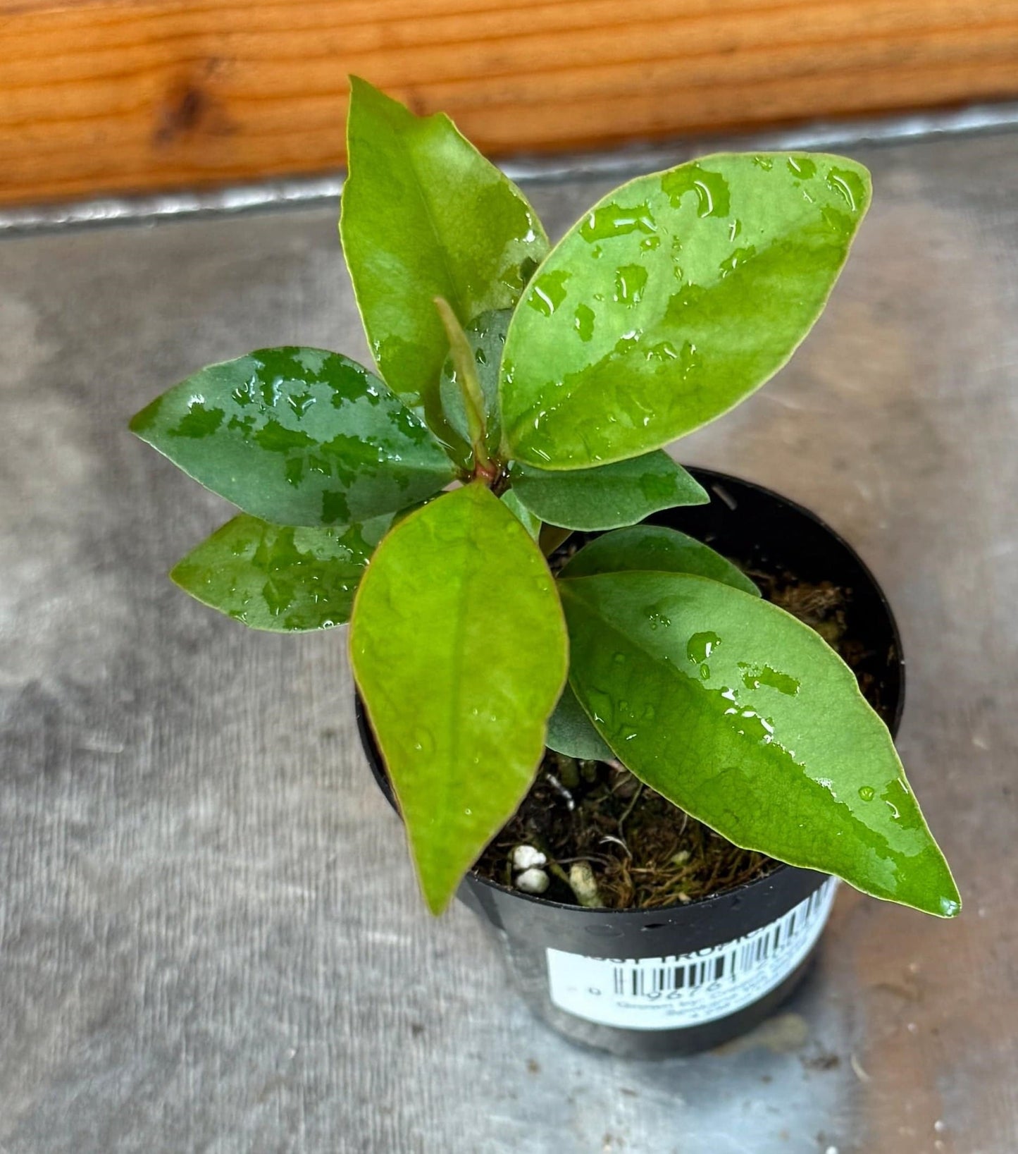 Ardisia humilis, planta de 2"