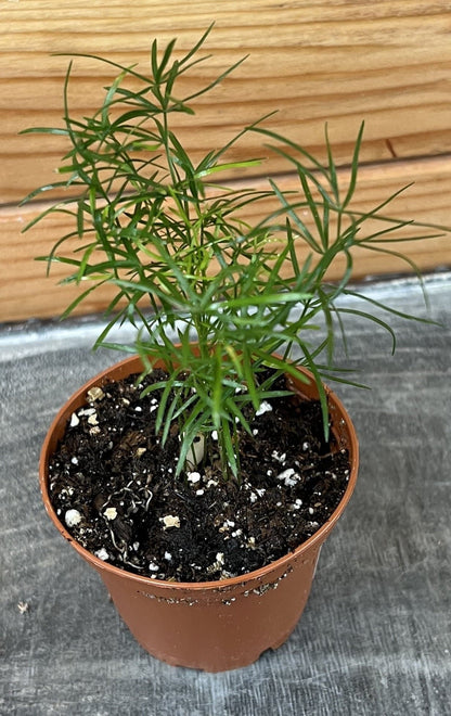 Helecho espárrago densiflorus sprengeri, planta de 5 cm