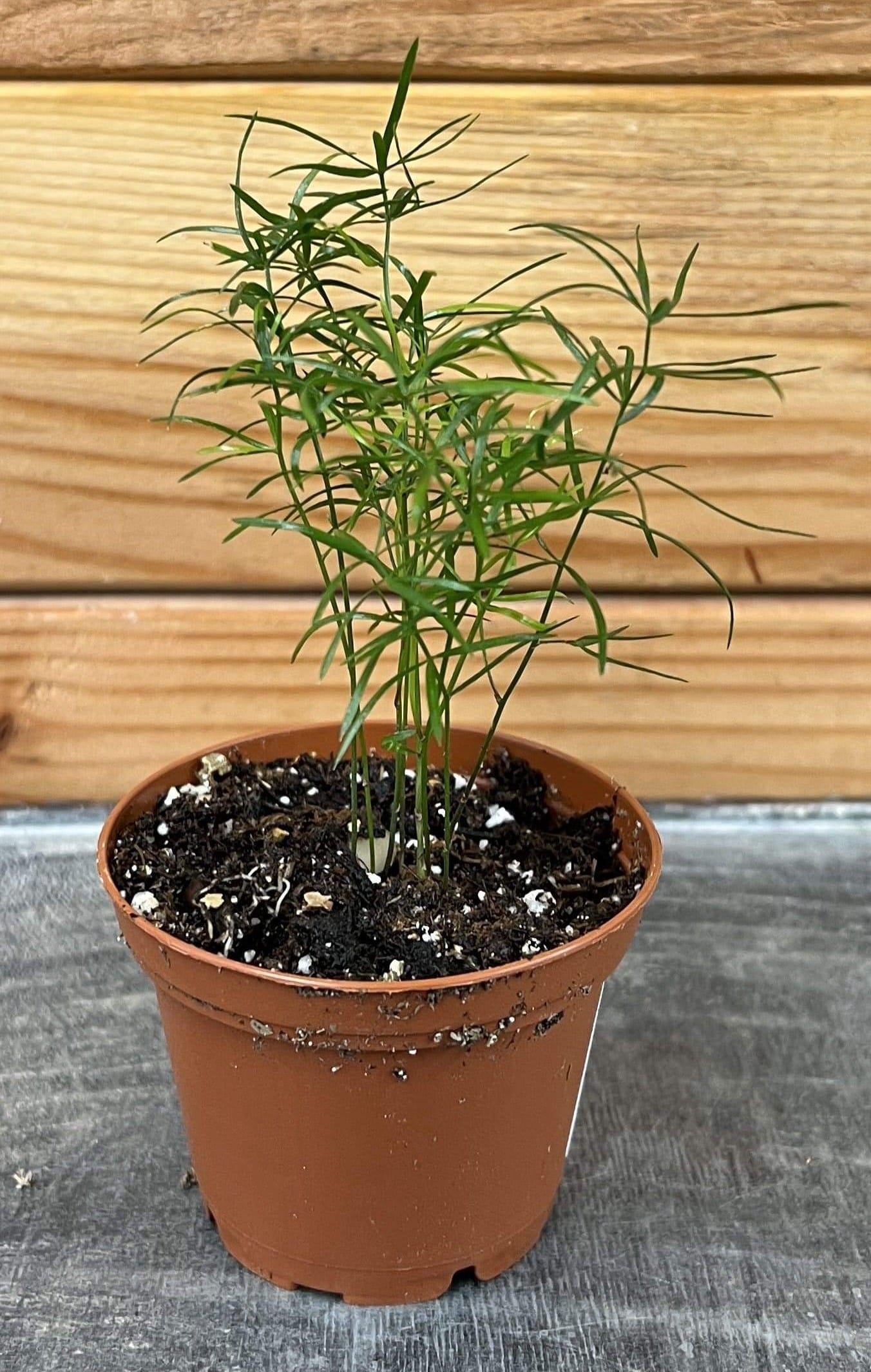 Helecho espárrago densiflorus sprengeri, planta de 5 cm