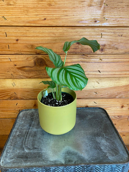 Calathea Orbifolia 4-inch plant in lime pot with striped green leaves, potted indoor houseplant by The Plant Farm on Tampa Home & Garden Store