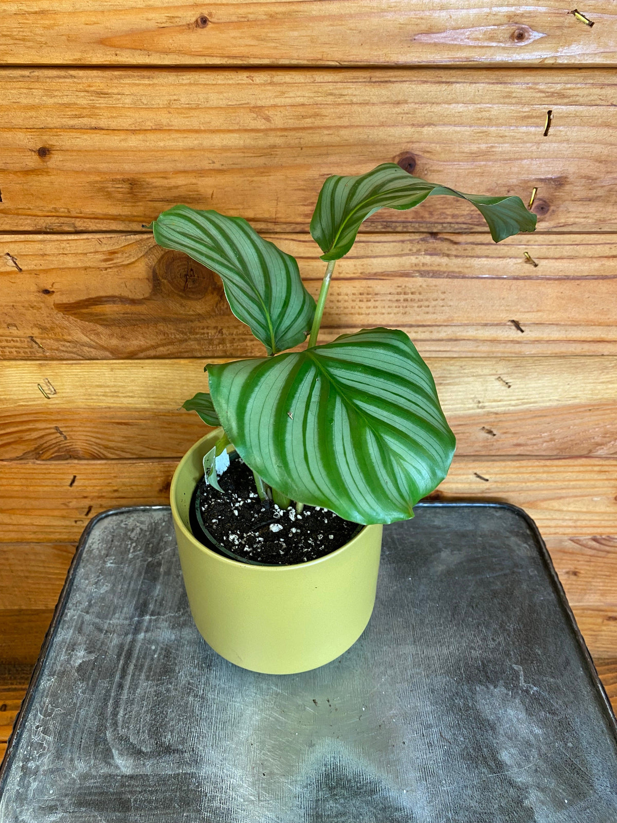 Calathea Orbifolia 4in plant in lime pot with striped green leaves on wood backdrop on Tampa Home & Garden Store