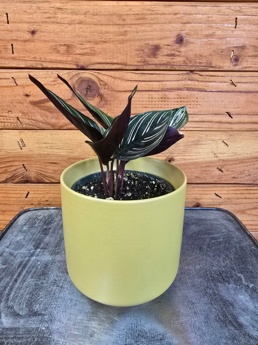Calathea Ornata Pinstripe 4in plant with dark green striped leaves in a lime pot on Tampa Home & Garden Store