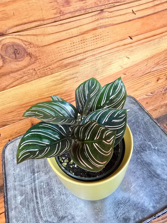 Calathea Ornata Pinstripe 4in plant with dark green leaves and white stripes in yellow pot on Tampa Home & Garden Store