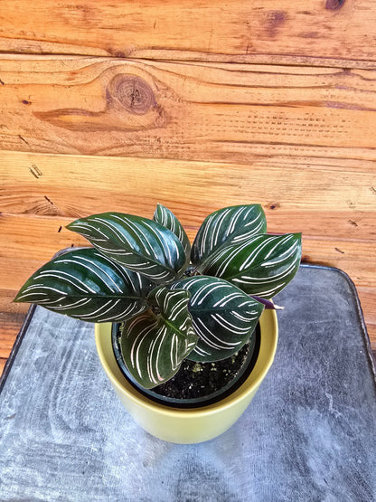 Calathea Ornata Pinstripe 4-inch plant with dark green leaves and stripes in a yellow pot on Tampa Home & Garden Store