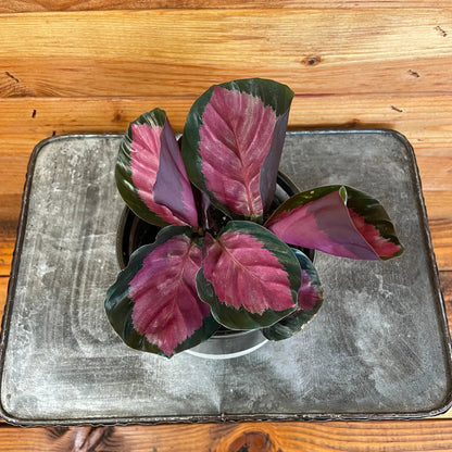 - image on Tampa Home & Garden Store