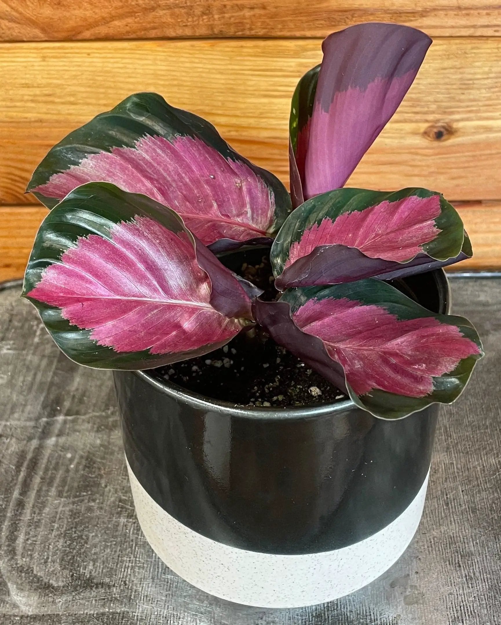 - image on Tampa Home & Garden Store