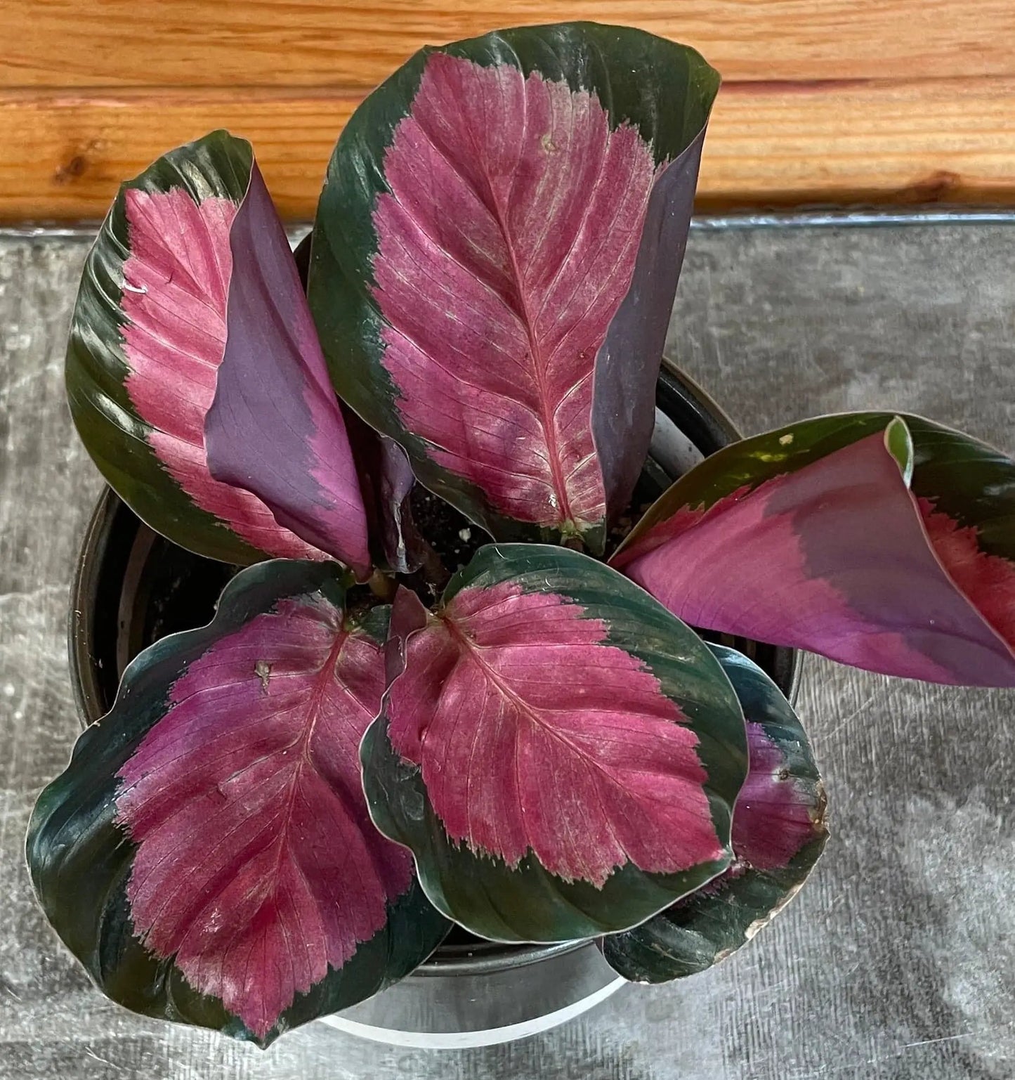 - image on Tampa Home & Garden Store
