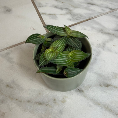 Callisia Elegans, planta de 2"