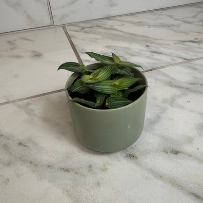 Callisia Elegans, planta de 2"