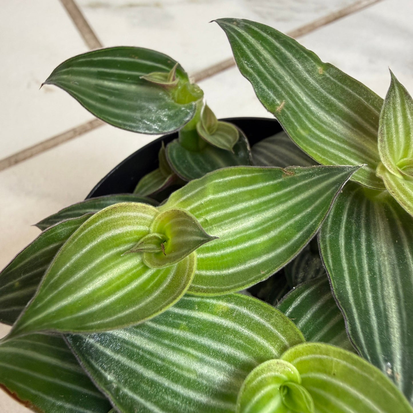 Callisia Elegans, planta de 2"