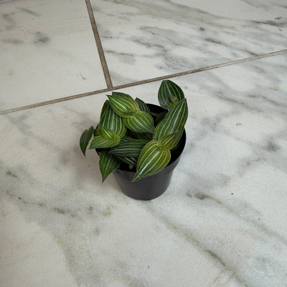 Callisia Elegans, planta de 2"
