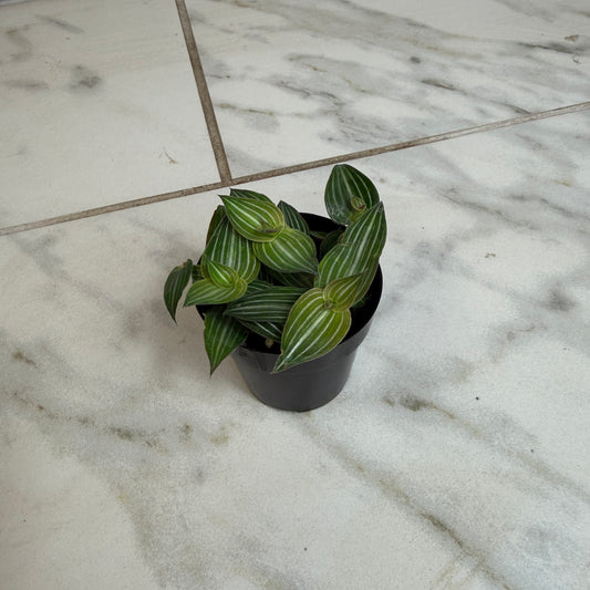 Callisia elegans, plante de 5 cm