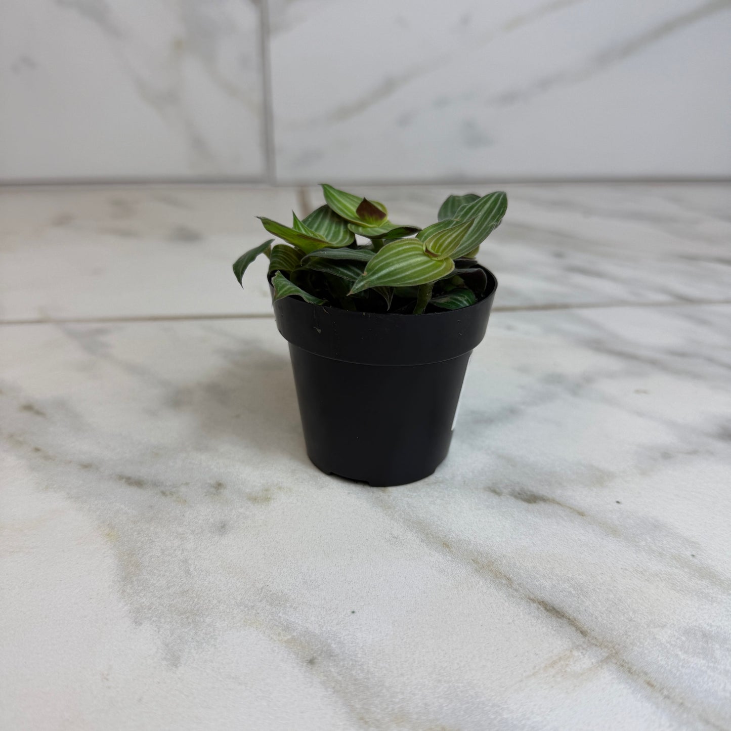 Callisia Elegans, planta de 2"