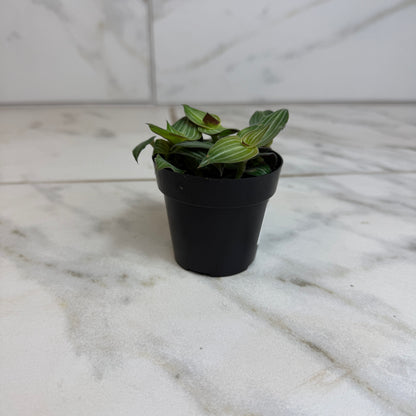 Callisia Elegans, planta de 2"