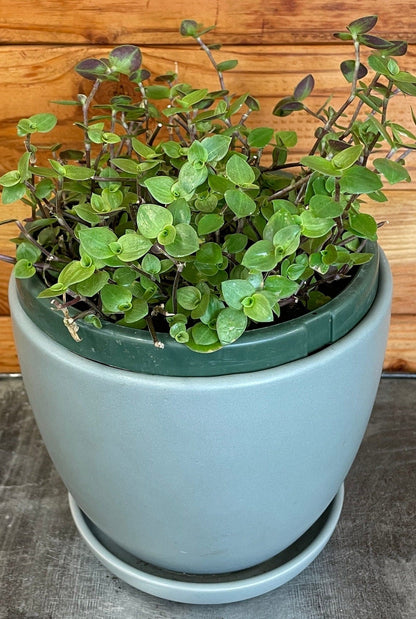 Callisia repens, planta de 6"