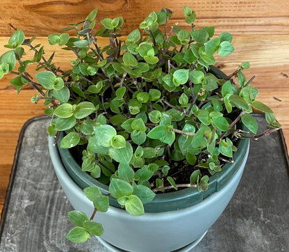 Callisia repens, planta de 6"