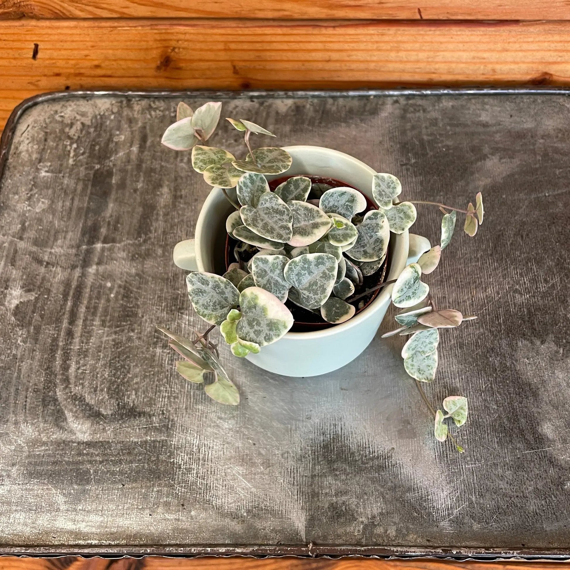 - image on Tampa Home & Garden Store