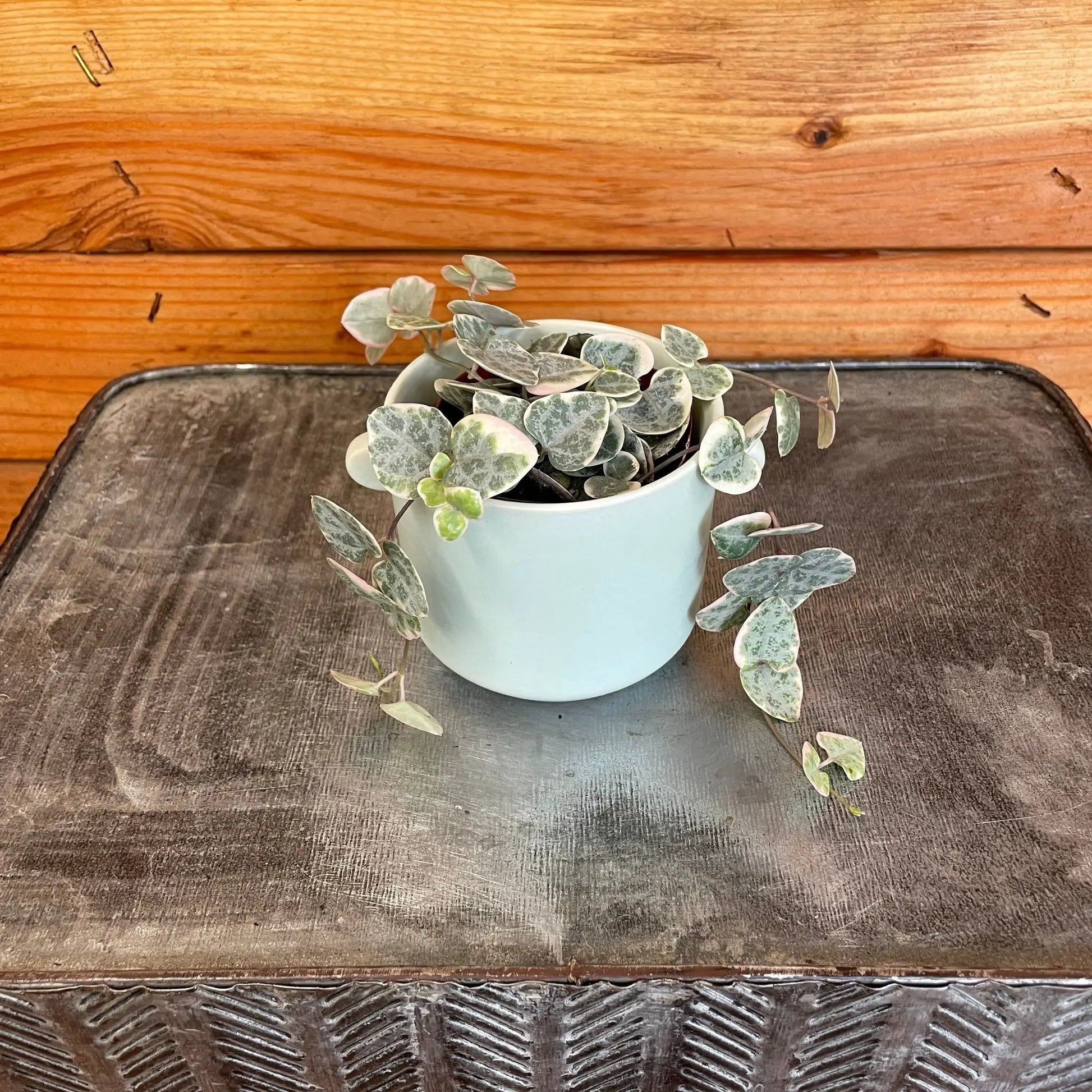 - image on Tampa Home & Garden Store
