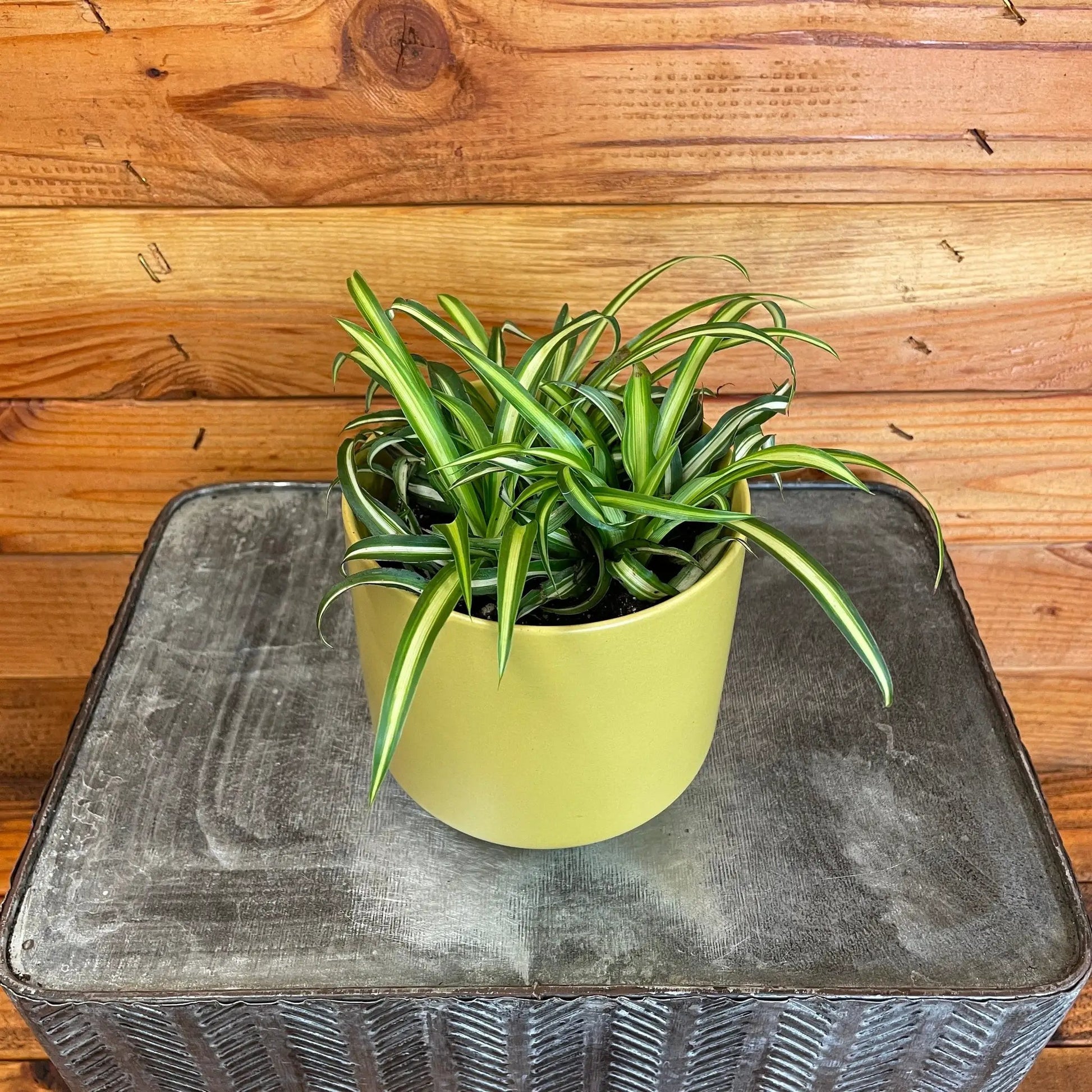 - image on Tampa Home & Garden Store