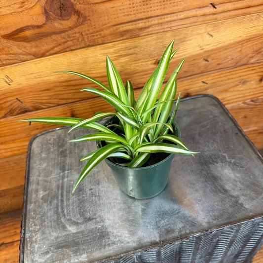 Chlorophytum Variegated Spider plant, 4-inch potted houseplant with green cream leaves on Tampa Home & Garden Store