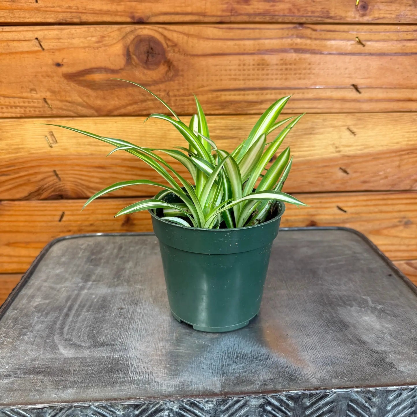 Chlorophytum Variegated Spider Plant 4 Inch Pot