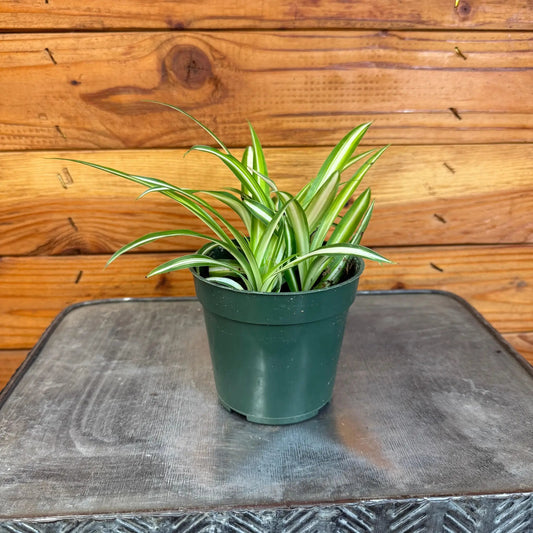 Chlorophytum variegated spider plant in 4-inch pot with green cream striped leaves on Tampa Home & Garden Store