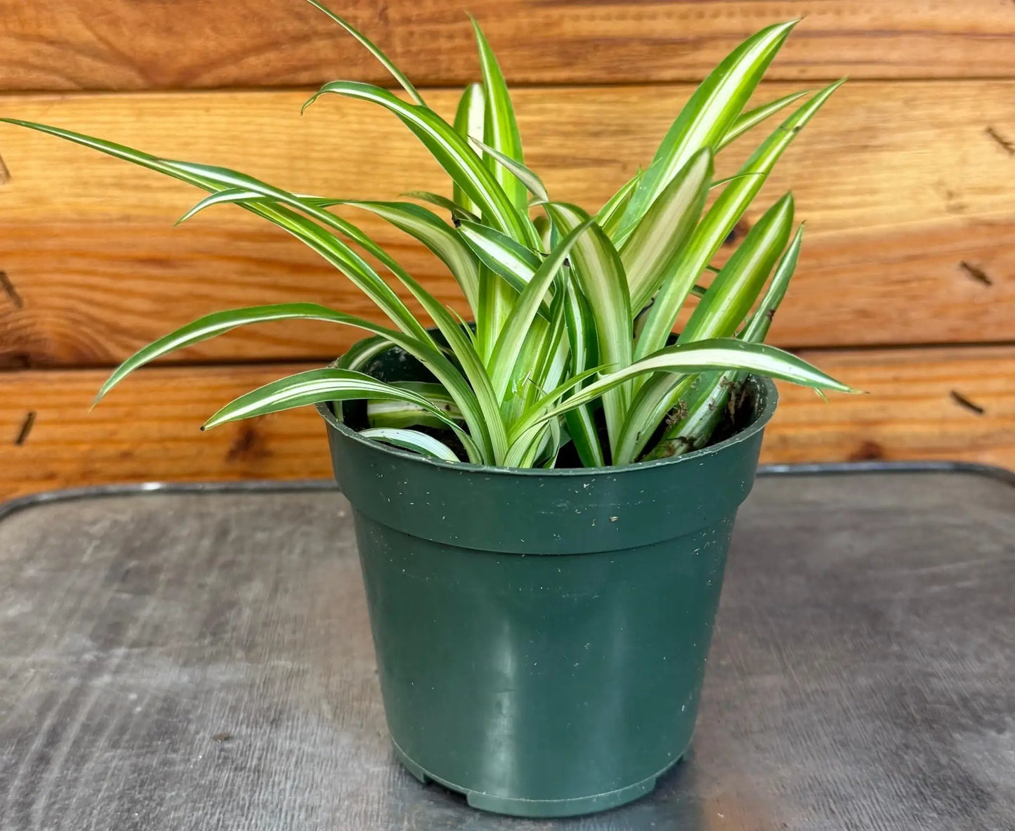 Chlorophytum Variegated Spider Plant 4 Inch Pot