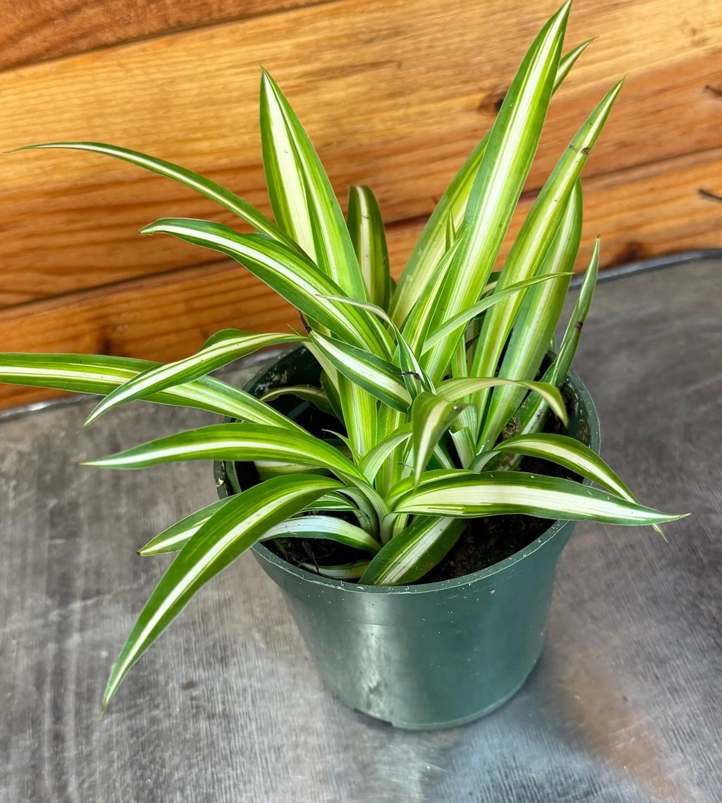 Chlorophytum Variegated Spider Plant 4 Inch Pot
